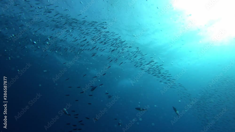 Underwater scene - Little tuna fishes chasing a sardines bait ball - Marine life in the Mediterranean sea Underwater scene - Little tuna fishes chasing a sardines bait ball - Marine life in the Mediterranean sea