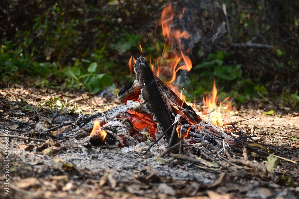 fire in the forest fire in the forest