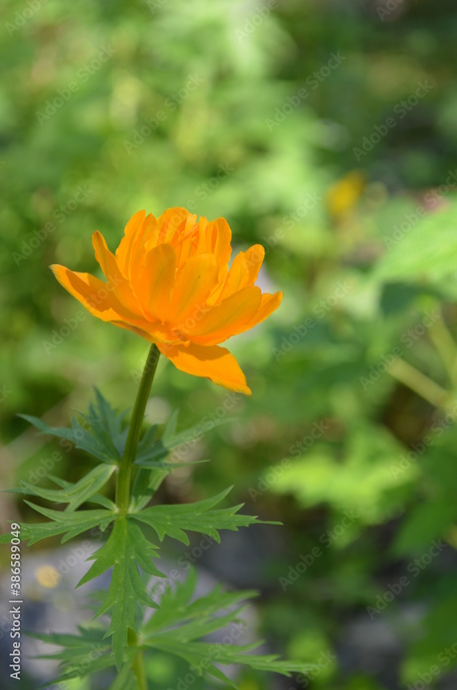 orange flower orange flower