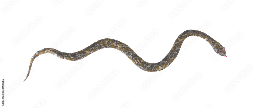 toy green snake isolated on white background toy green snake isolated on white background