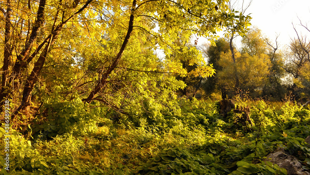 Trees and shrubs at sunrise in the autumn forest.