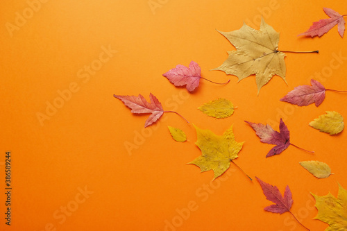 Leaves of fall red, orange, yellow leaf fall. Autumn concept