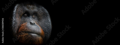 Template of Portrait of Orang utan with a black background photo