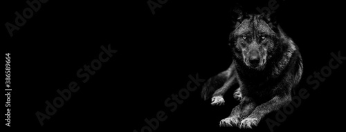 Template of Portrait of black wolf with a black background