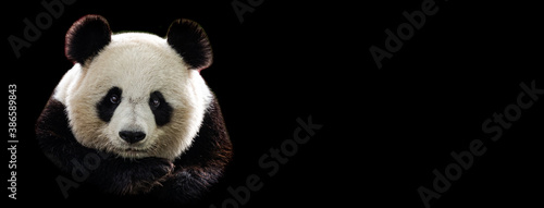 Template of Portrait of panda with a black background photo