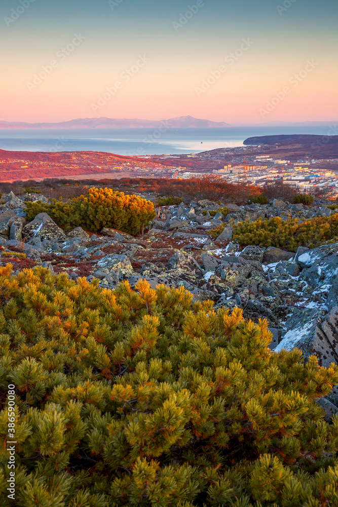 Autumn view from the hill to the city of Magadan and Gertner Bay. Beautiful evening landscape. Siberian dwarf pine on the mountainside. Magadan, Magadan region, Siberia, Far East Russia.