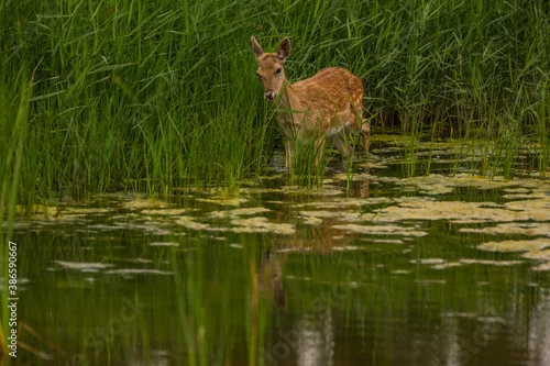 Obraz Fallow deer in Aiguamolls De L'Emporda Nature Reserve, Spain