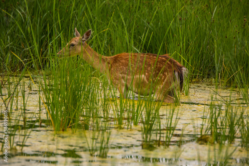 Fototapeta Naklejka Na Ścianę i Meble -  Fallow deer in Aiguamolls De L'Emporda Nature Reserve, Spain
