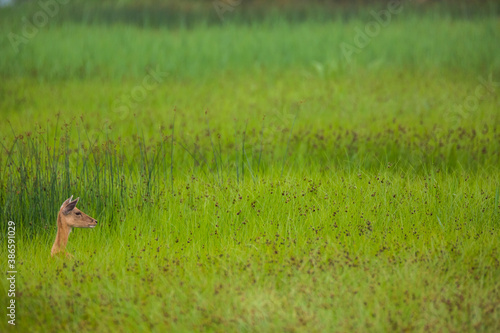 Fototapeta Naklejka Na Ścianę i Meble -  Fallow deer in Aiguamolls De L'Emporda Nature Reserve, Spain