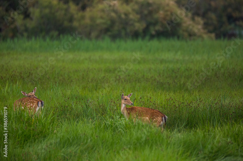 Fototapeta Naklejka Na Ścianę i Meble -  Fallow deer in Aiguamolls De L'Emporda Nature Reserve, Spain