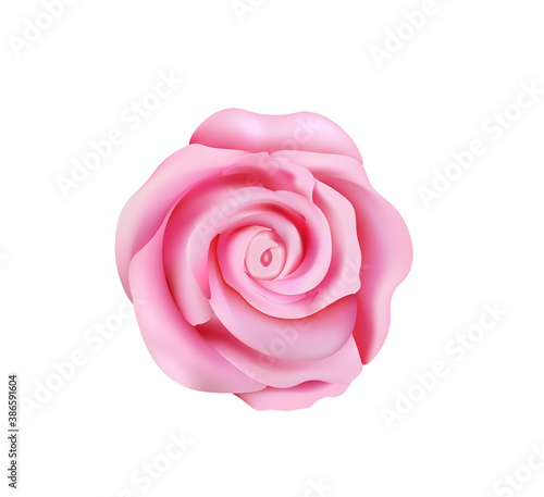 Pink rose, top view. vector