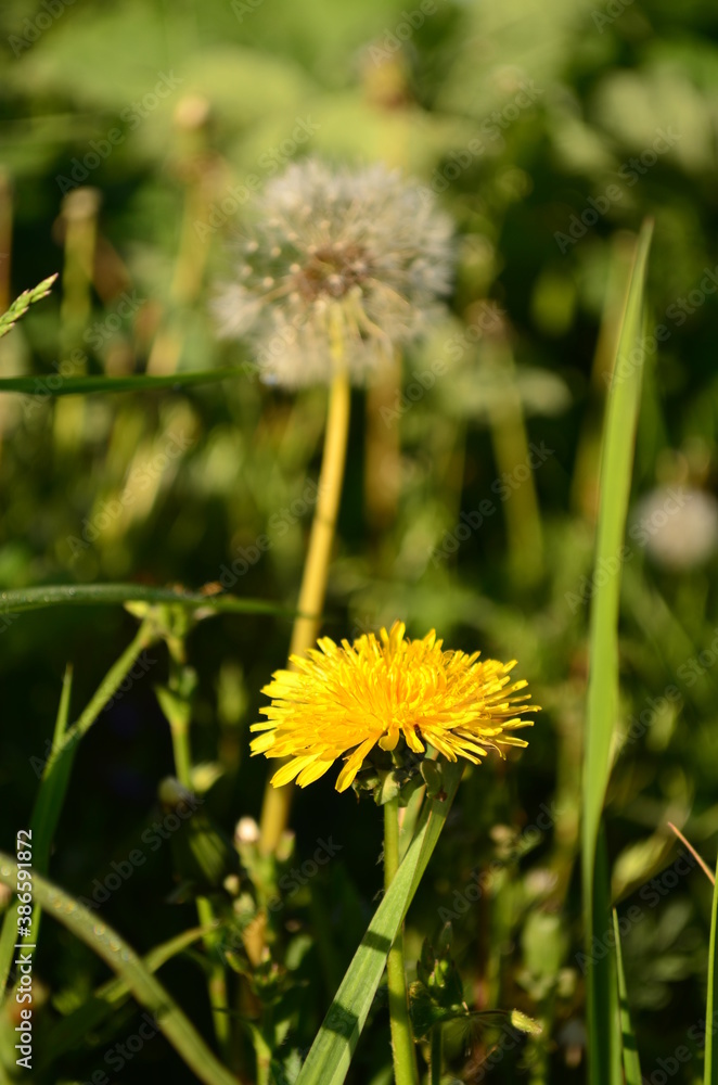 yellow flower Taráxacum