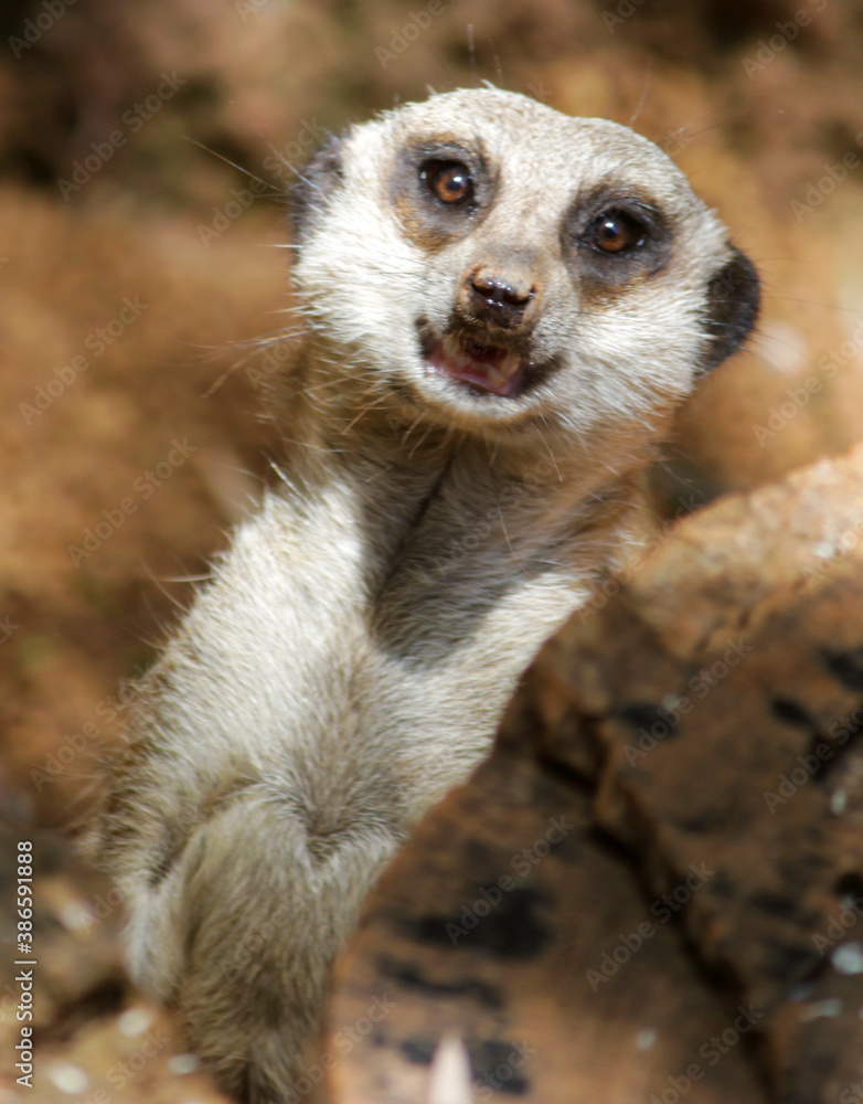 Fototapeta premium meerkat on guard