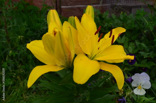 Yellow flower Lílium