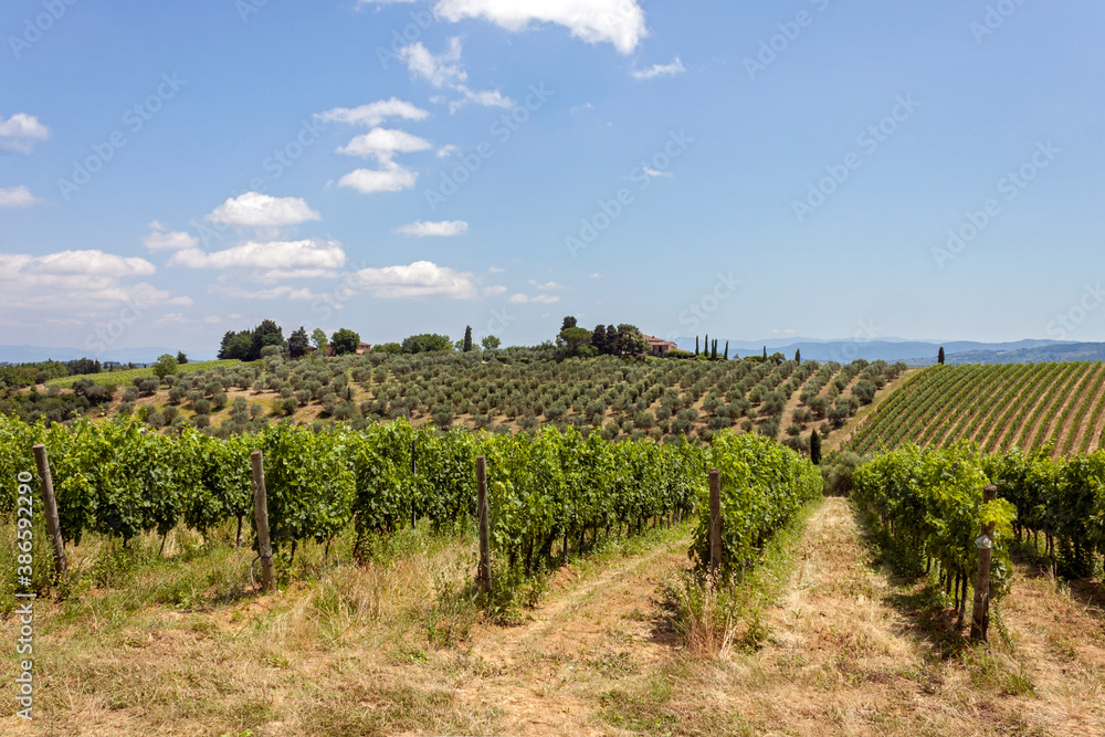 vineyard in Chianti region country, Tuscany