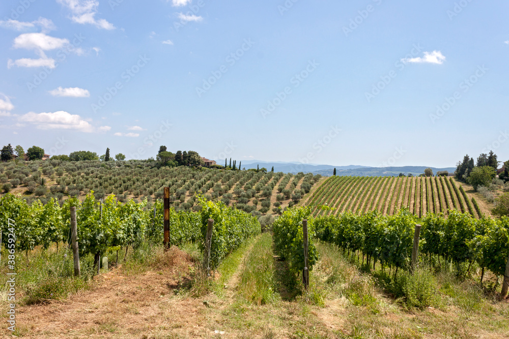 Fototapeta premium vineyard in Chianti region country, Tuscany