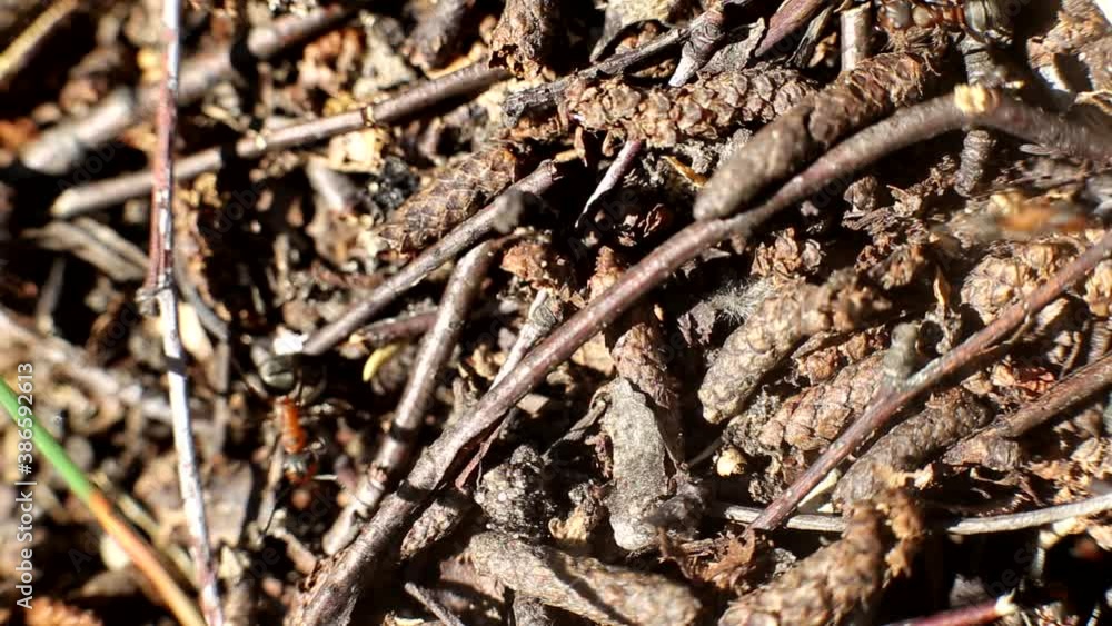 Forest ants in anthill, background, macro. Copy space for text Forest ants in anthill, background, macro. Copy space for text