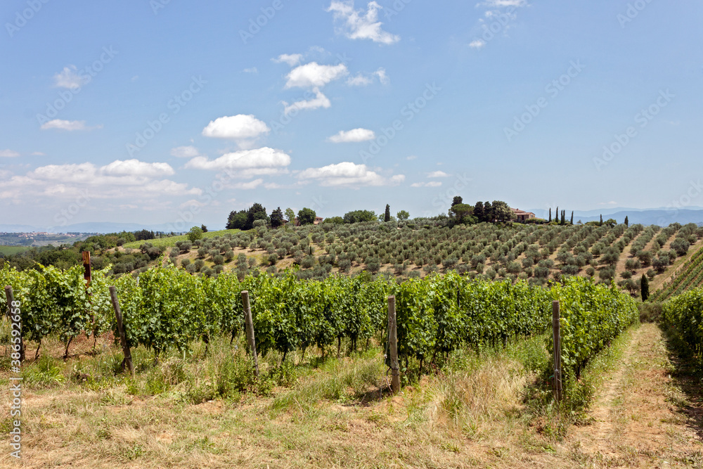 Fototapeta premium vineyard in Chianti region country, Tuscany