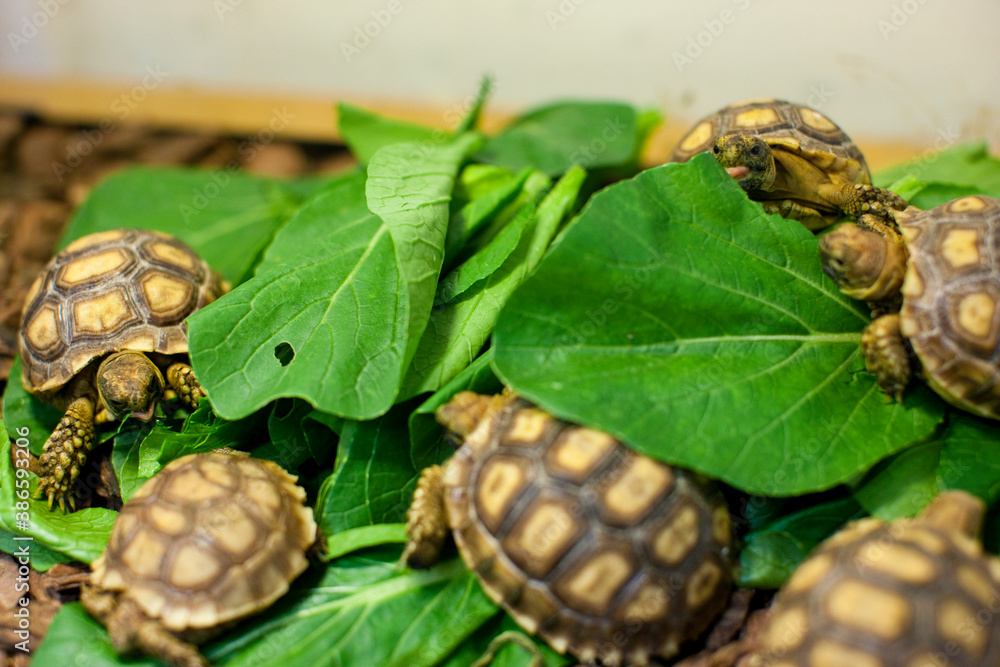 Obraz premium リクガメ