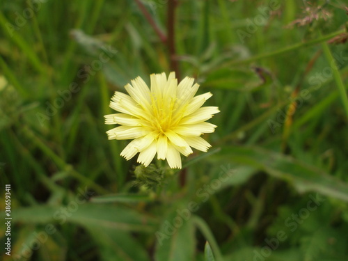 Yellow flower