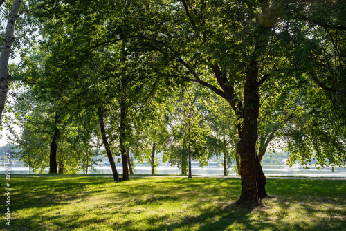 Tree against the light in the Natalka park of Kiev, Ukraine, in the Obolon district near the Dnieper River during a sunny summer morning