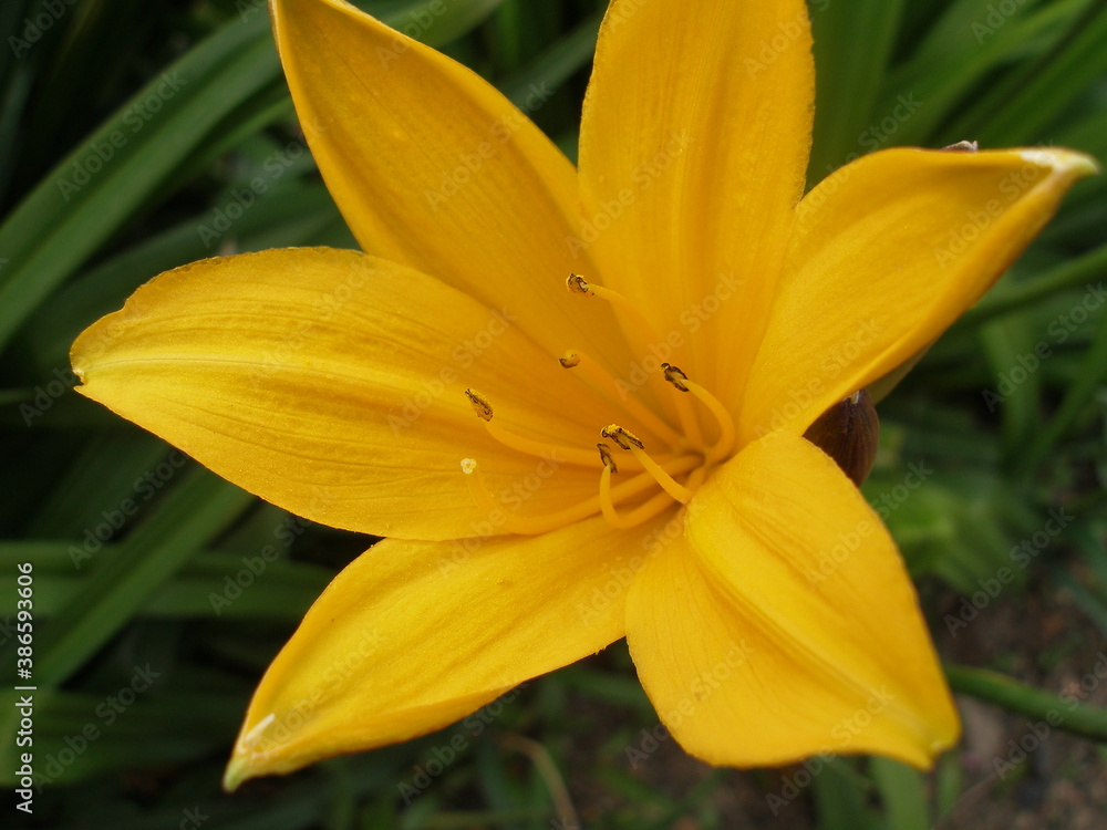 Fototapeta premium Yellow flower lilium