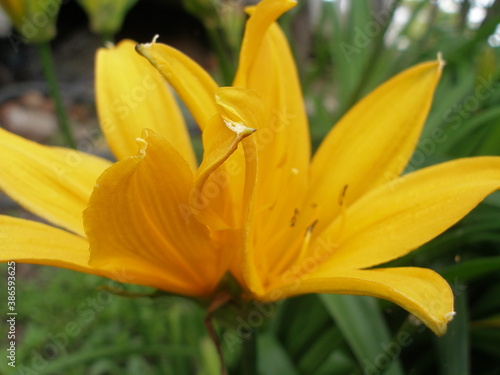 Yellow flower lilium