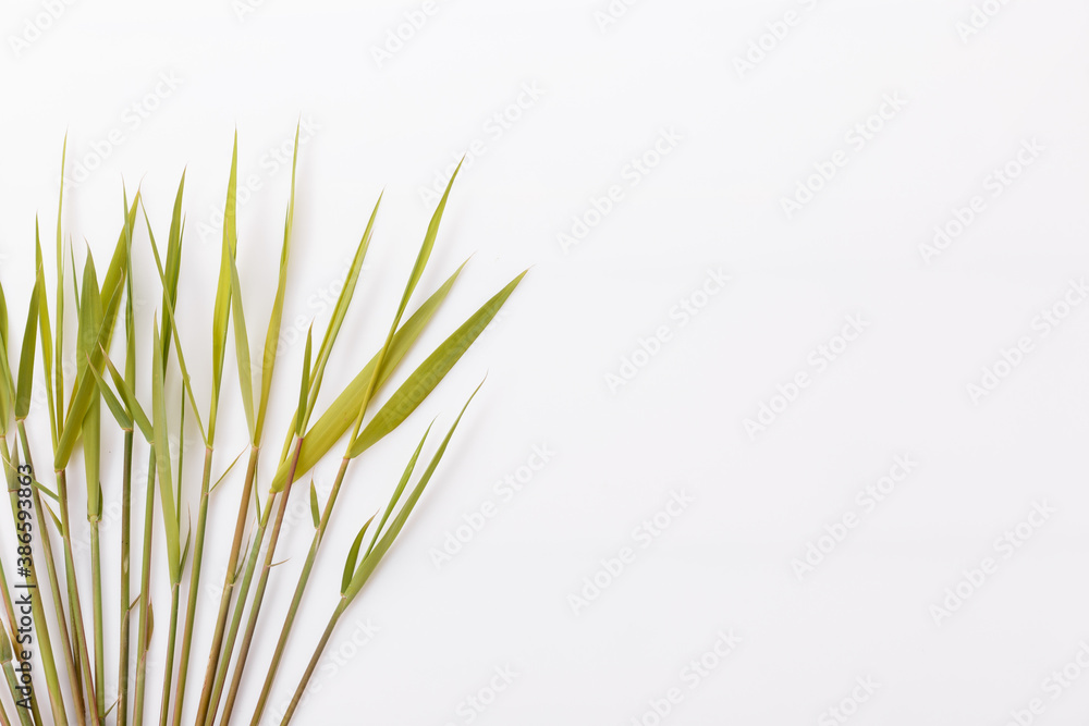 Common reed or southern reed on white background Common reed or southern reed on white background