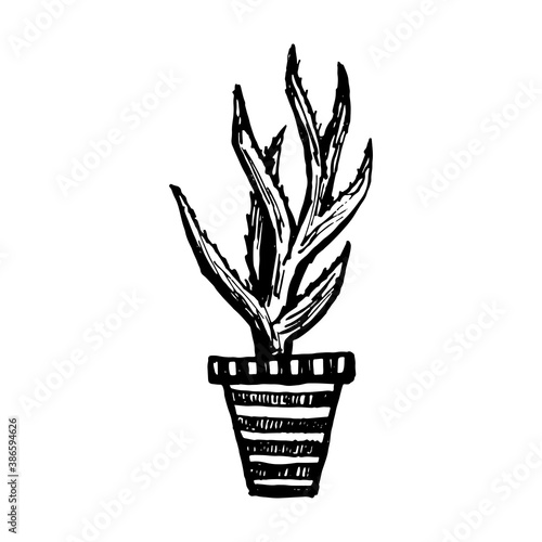 Houseplant in the flower pot. Vector hand drawn illustration. Home decoration. Contour doodle drawing