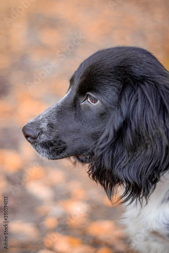 Spaniel hunting for a walk in the fall. Dog on a walk in autumn. Autumn portrait of an animal. Puppy. Walking a pet. Beautiful photo with a dog. Article about Pets. Black and white color.