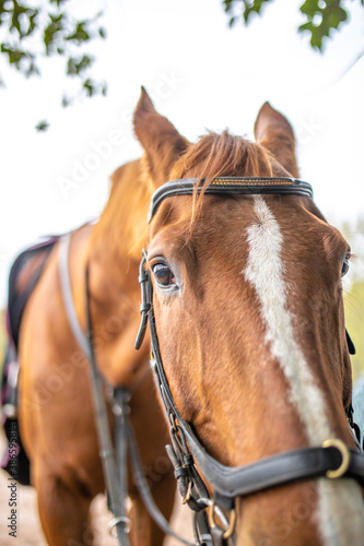 Pferd guckt mir goßen Augen © Stefan Werner