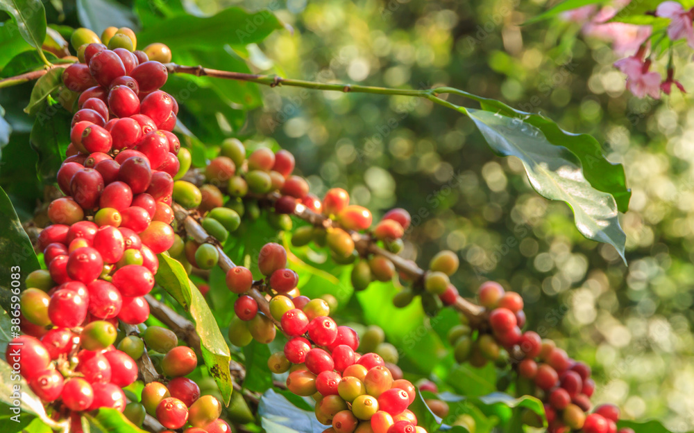 Red berries coffee beans ripen on brunch Red berries coffee beans ripen on brunch