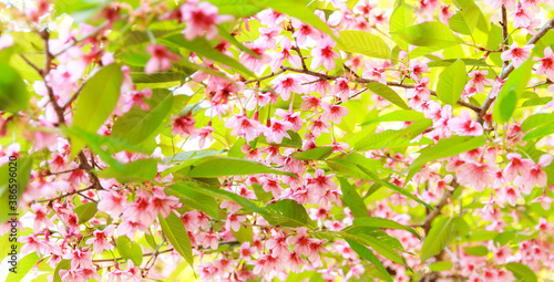 Prunus Puddum (Prunus cerasoides) sakura in Thailand photo