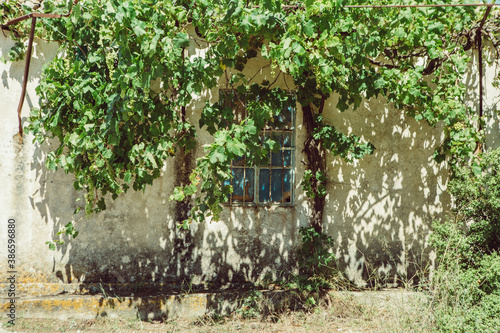 Boarded up window of the old abandoned building with green grapevine with unripe grapes on it, on the Zakynthos island in Greece during the sunny summer day