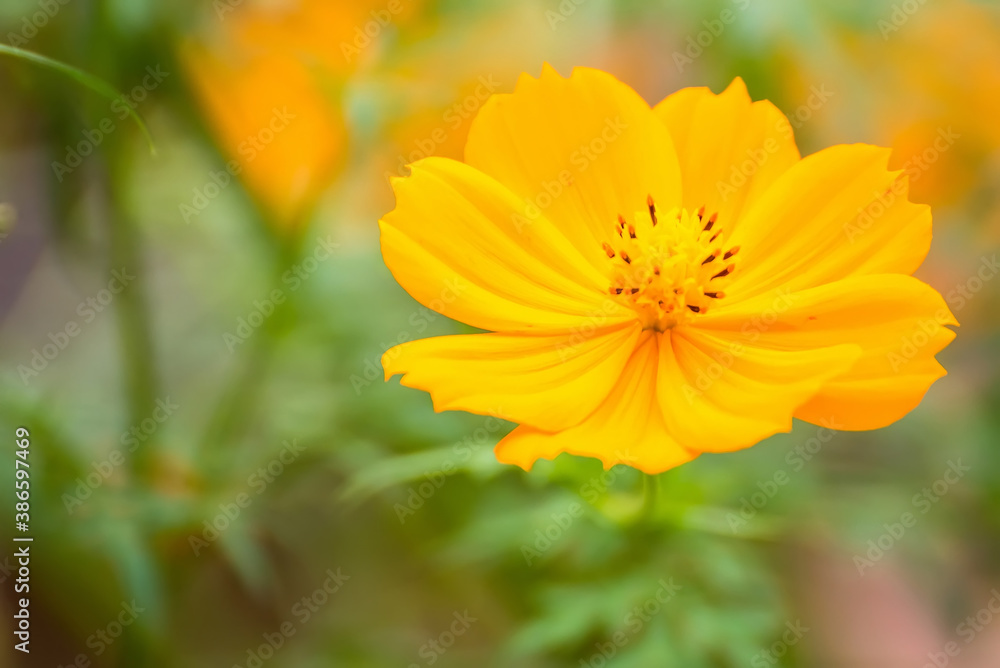 Close up of a Yellow Daisy Flower.Selective focus. Close up of a Yellow Daisy Flower.Selective focus.