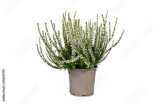 Foto White form of 'Calluna vulgaris' heather plant in flower pot isolated on white b