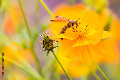 closeup cosmos flower with bee swarm in garden. Yellow, Orange cosmos flower. © bubbers