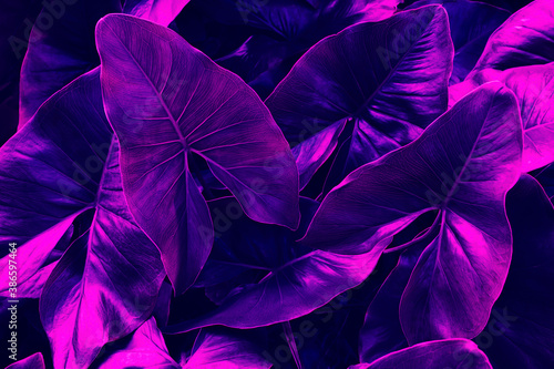 tropical leaves  abstract nature background  purple toned