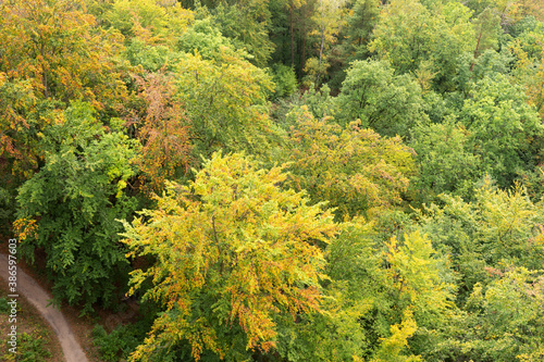 Aerial top view of autumn forest with colorful trees