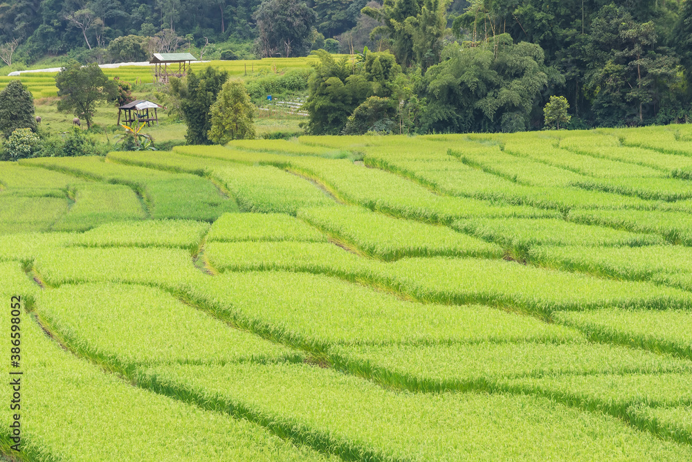 Panorama Aerial View of Pa Bong Piang terraced rice fields, Mae Chaem, Chiang Mai Thailand.