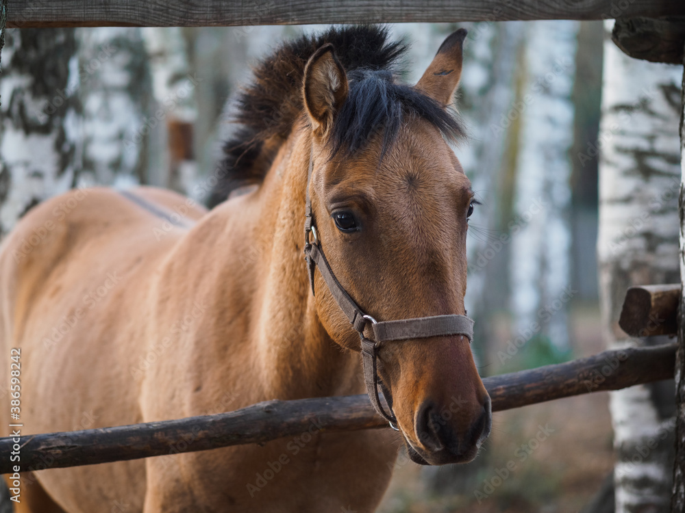 Portrait of a thoroughbred horse in an open-air aviary Portrait of a thoroughbred horse in an open-air aviary