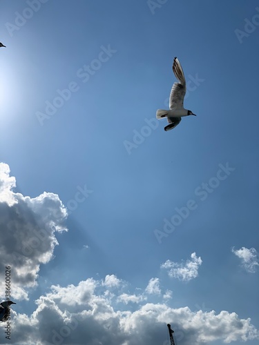 seagull in flight