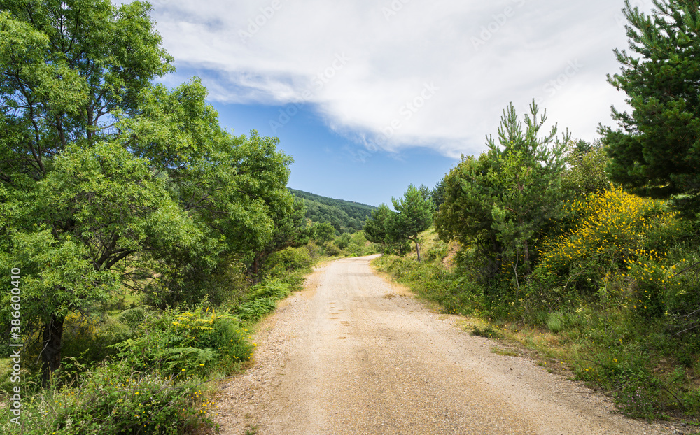 Empty sand road without people among green vegetation in summer and blue sky with white clouds. Empty sand road without people among green vegetation in summer and blue sky with white clouds.