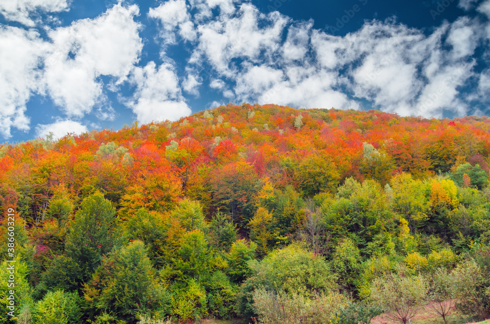 Fototapeta premium Fall landscape in the mountains. Mountain autumn scene with colorful trees in the forest
