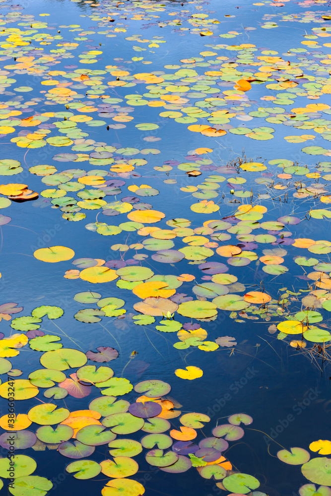 lilies in the pond lilies in the pond