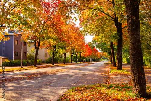 Fototapeta Naklejka Na Ścianę i Meble -  City street with autumn yellow, orange and red trees. Bright colorful view of fall foliage in a town. Autumn scene in city. Fallen leaves. Street lined with colorful trees. Fallen leaves on a road.