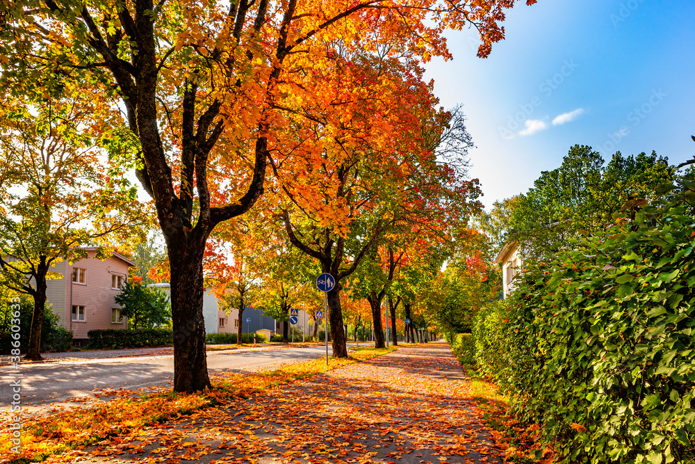 Naklejka premium A city street in autumn season. Colorful trees. A road covered with falling leaves in town. Helsinki street scene. Comfortable and ecological urban city concept. Fall colors. Walking and bicycle path.
