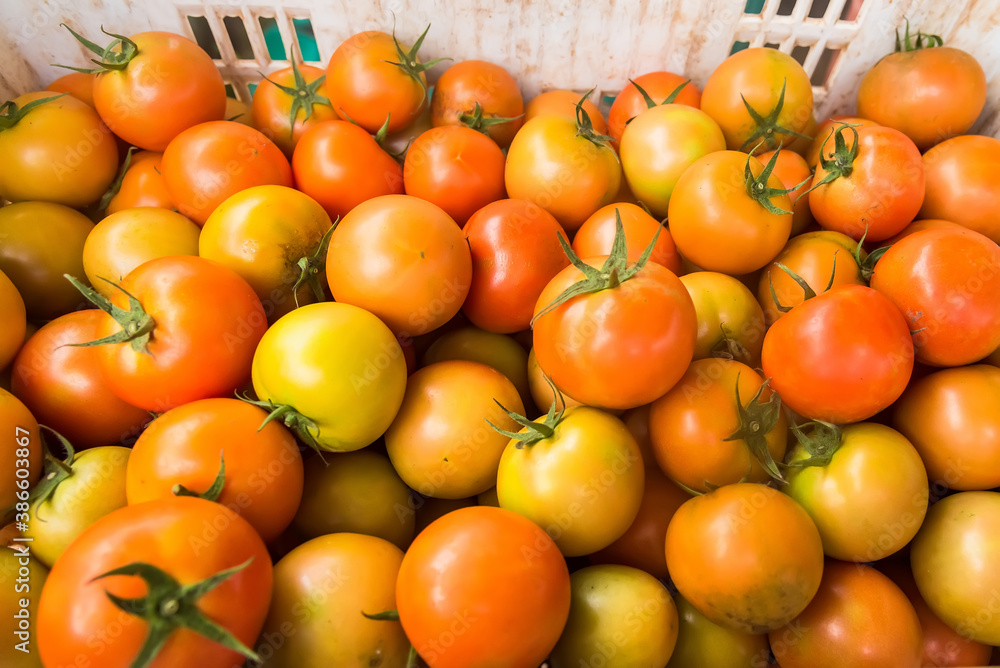 Selective focus of Delicious red tomatoes. Summer tray market agriculture farm full of organic vegetables It can be used as background.