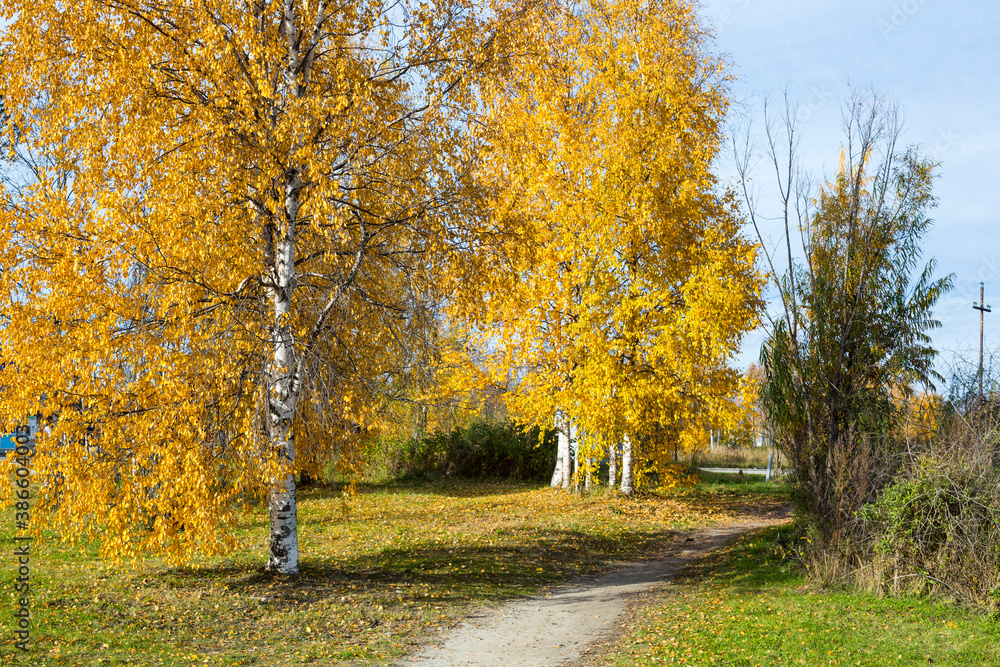Autumn foliage on the branches of birch birches