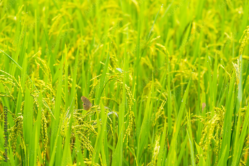 Terraced Rice Field landscape background. Soft focus of rice farm landscape with the sun light. Wheat farming as concept.in Chiangmai, Thailand.Don't focus on The main subject . Terraced Rice Field landscape background. Soft focus of rice farm landscape with the sun light. Wheat farming as concept.in Chiangmai, Thailand.Don't focus on The main subject .